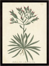 Botanica Anchusa