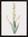 Sisyrinchium Striatum