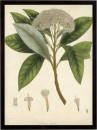 Vintage East Indian Plants V