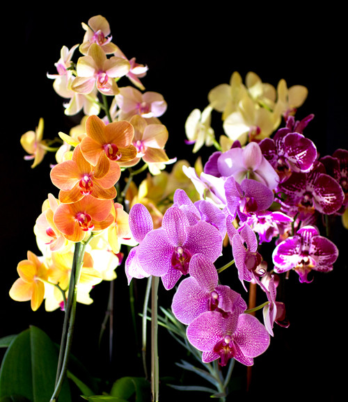 Venatori e Cutter Orchidea