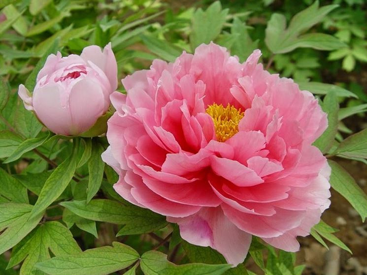 Venatori e Cutter Peonia
