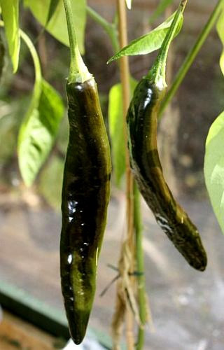 Peperoncino Pasilla Bajio. Piccantezza: 3/10