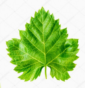 Foglie di Vite Uva