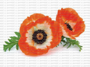 Foglia di Papavero. 2 Venatori in silicone + Cutter in metallo per il cake design