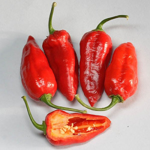 Il Terzo peperoncino più piccante al mondo!! Chili Bih Jolokia Extreme. Piccantezza:10/10++