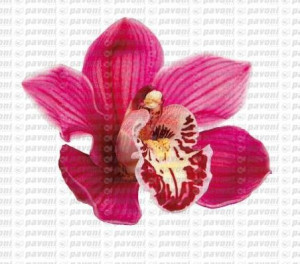 Petali Orchidea. 6 Venatori in silicone + Cutter in metallo