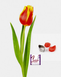 Petalo Tulipano. 2 Venatori + Cutter