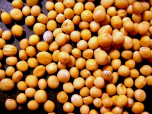 Senape Gialla in grani. Spezia. 50 gr.