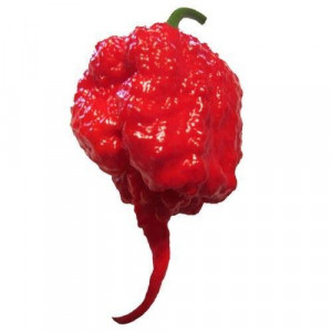 Carolina Reaper!! Guinness World Records peperoncino più piccante al Mondo 2016. Piccantezza: 10/10++++