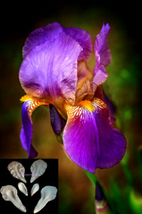 Iris Barbuto 11 cm . 6 Grandi Venatori in silicone
