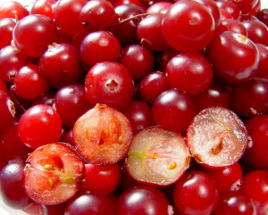 Mirtilli Rosso Crenberrier Spezzato. Spezia. 50 gr.