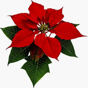 Stella di Natale. Poinsettia. 10 Stampi. JEM