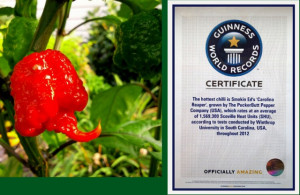 Carolina Reaper!! Guinness World Records peperoncino più piccante al Mondo 2016. Piccantezza: 10/10++++