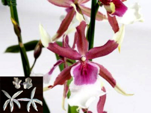Orchidea Cambria 13 cm. Sepali Lunghi. 4 Venatori in silicone