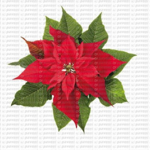 Stampo stella di natale per decorazione con la pasta di zucchero