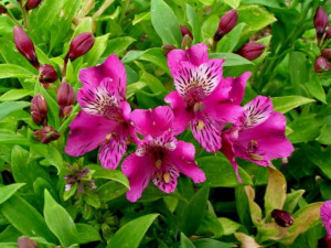 Foglie Alstroemeria. 2 Venatori in silicone ad alta definizione
