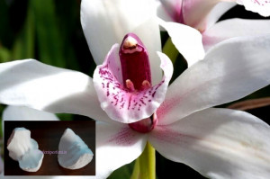 Orchidea Cymbidium Colonna Centrale. 2 Venatori in silicone