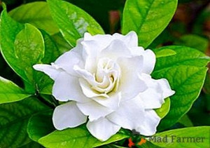 Gardenia. Set 3 Stampi espulsione Tagliapasta di varie misure.