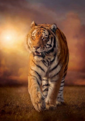 TIGER Clementoni