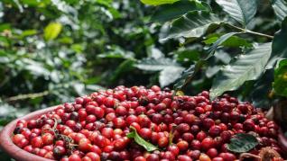 CAFELE RARE #COFFEE RARITIES
