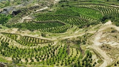 MOCHA YEMEN - cafeaua de pe cele mai vechi plantatii din lume