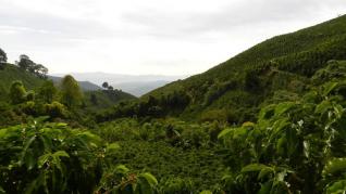 BRAZILIA cel mai mare producator de cafea mondial si putina istorie a cafelei din MOGIANA