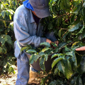 Cafea specialitate macinata COSTA RICA TARRAZU SAN RAFAEL RZ SANTOS Arabica 250g plic