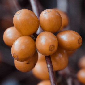 Cafea ecologica de specialitate boabe Arabica BRAZILIA DUTRA 250g plic, lot 202 RO-ECO-008.642-0009337.2023.001