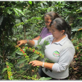 Cafea ecologica de specialitate macinata COLOMBIA Cooperativa Caficultores de la Sierra Nevada de Santa Marta Arabica 500g, lot 211 RO-ECO-008