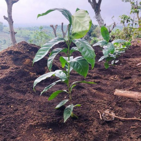 Cafea de specialitate prajita boabe GUATEMALA FINCA EL PLATANILLO Arabica 250g plic