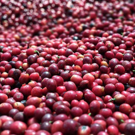 Cafea ecologica de specialitate boabe Arabica BRAZILIA DUTRA 250g plic, lot 202 RO-ECO-008.642-0009337.2023.001