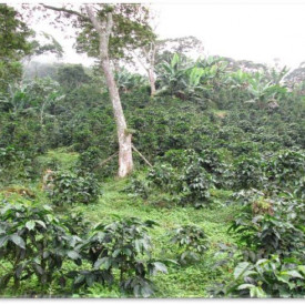 Cafea ecologica de specialitate macinata COLOMBIA Cooperativa Caficultores de la Sierra Nevada de Santa Marta Arabica 500g, lot 211 RO-ECO-008