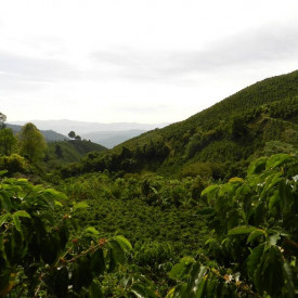 Cafea specialitate boabe BRAZIL CERRADO Arabica recolta 2022/2023 250g plic