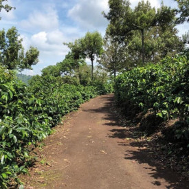 Cafea specialitate macinata GUATEMALA LA CUMBRE SHB EP Arabica 250g plic