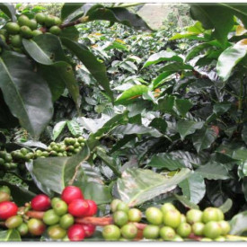 Cafea ecologica de specialitate macinata COLOMBIA Cooperativa Caficultores de la Sierra Nevada de Santa Marta Arabica 500g, lot 211 RO-ECO-008