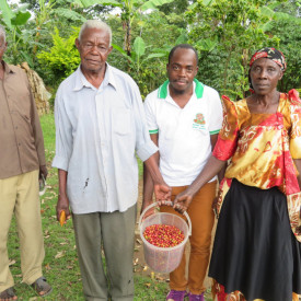 Cafea ecologica de specilaitate prajita si macinata UGANDA BUFUMBO ORGANIC FARMERS ASSOCIATION, Arabica 250g plic, lot 202 RO-ECO-008.