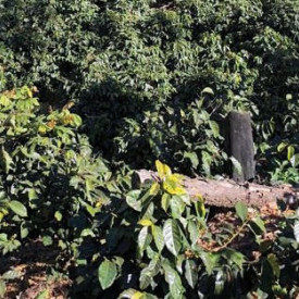 Cafea specialitate macinata GUATEMALA LA CUMBRE SHB EP Arabica 250g plic