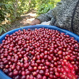 Cafea de specialitate prajita boabe GUATEMALA FINCA EL PLATANILLO Arabica 500g plic