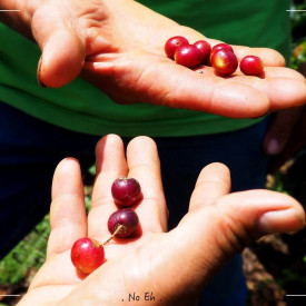 Cafea specialitate macinata BRAZIL CERRADO Arabica 250g plic