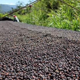 Cafea specialitate MICROLOT macinata COSTA RICA SHG EP CANDELILLA ESTATE TYPICA 150g cutie metalica