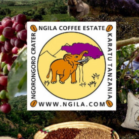 Cafea specialitate prajita boabe TANZANIA AA NGILA ESTATE Arabica 500g plic