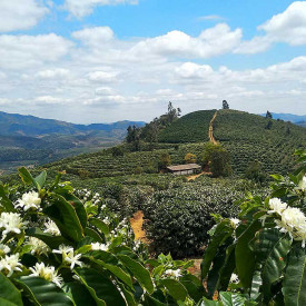 Cafea ecologica de specialitate macinata Arabica BRAZILIA DUTRA 500g plic, lot 202 RO-ECO-008.642-0009337.2023.001