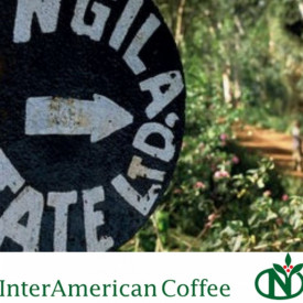 Cafea specialitate prajita boabe TANZANIA AA NGILA ESTATE Arabica 500g plic