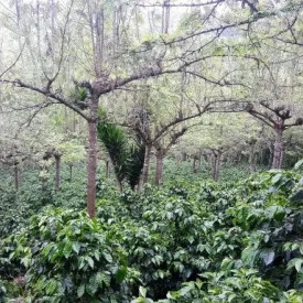 Cafea specialitate prajita si macinata GUATEMALA FINCA EL DURAZNAL 250g plic