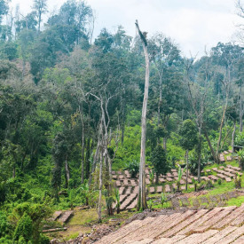 Cafea de specialitate prajita si macinata ETHIOPIA washed GUJI TERO FARM DIMTU PLANTATION COFFEE Arabica 250g
