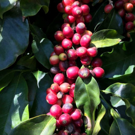 Cafea specialitate macinata COSTA RICA TARRAZU SAN RAFAEL RZ SANTOS Arabica 500g plic
