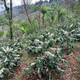 Cafea specialitate macinata GUATEMALA FINCA EL DURAZNAL 250g plic