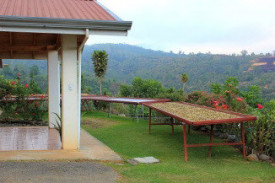 Cafea specialitate MICROLOT boabe COSTA RICA SHG EP CANDELILLA ESTATE TYPICA 150g cutie metalica