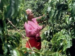 Cafea specialitate prajita boabe TANZANIA AA NGILA ESTATE Arabica 500g plic