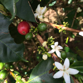 Cafea de specialitate boabe ETHIOPIA SIDAMO DAYE BENSA Arabica 250g plic